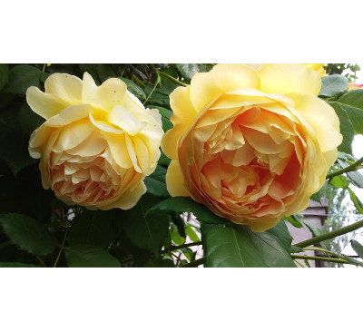 Троянда  "Голден Селебрейшн" (Rose Golden Celebration ) 